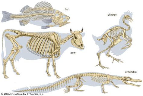animal's internal support structure figgerits|6.2 Skeletons .